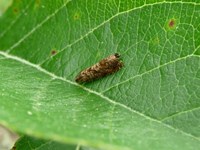 Kleiner Fruchtwickler2.jpg